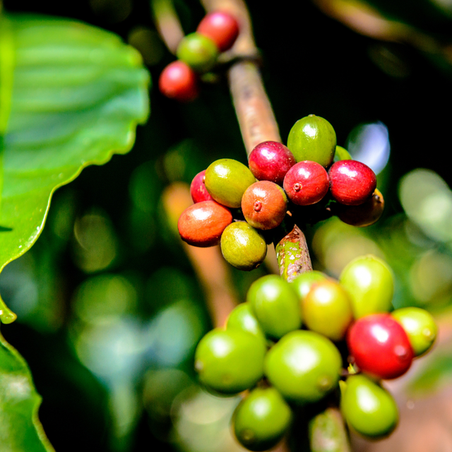 Coffee Prices
