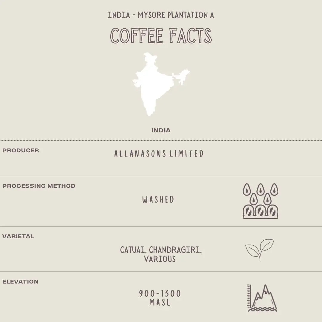 INDIA - MYSORE PLANTATION A The Flat Cap Coffee Roasting Company